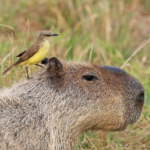 capybara